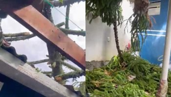 Situação assustou os moradores da casa — Foto: Situação assustou os moradores da