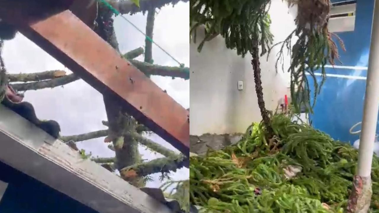 Situação assustou os moradores da casa — Foto: Situação assustou os moradores da