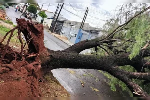 temporal-com-fortes-rajadas-de-vento-derruba-arvor006692910202608291713.webp.webp