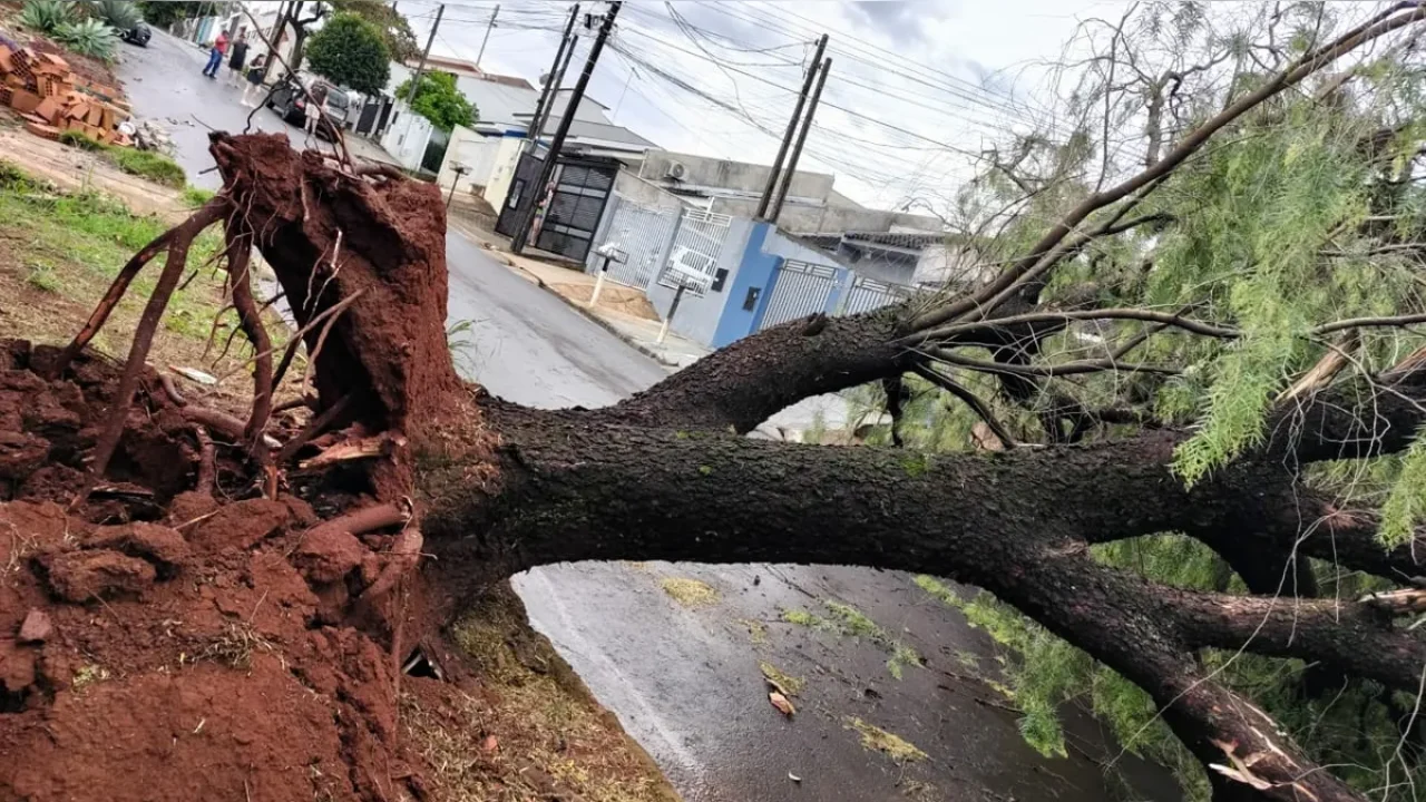 temporal-com-fortes-rajadas-de-vento-derruba-arvor006692910202608291713.webp.webp