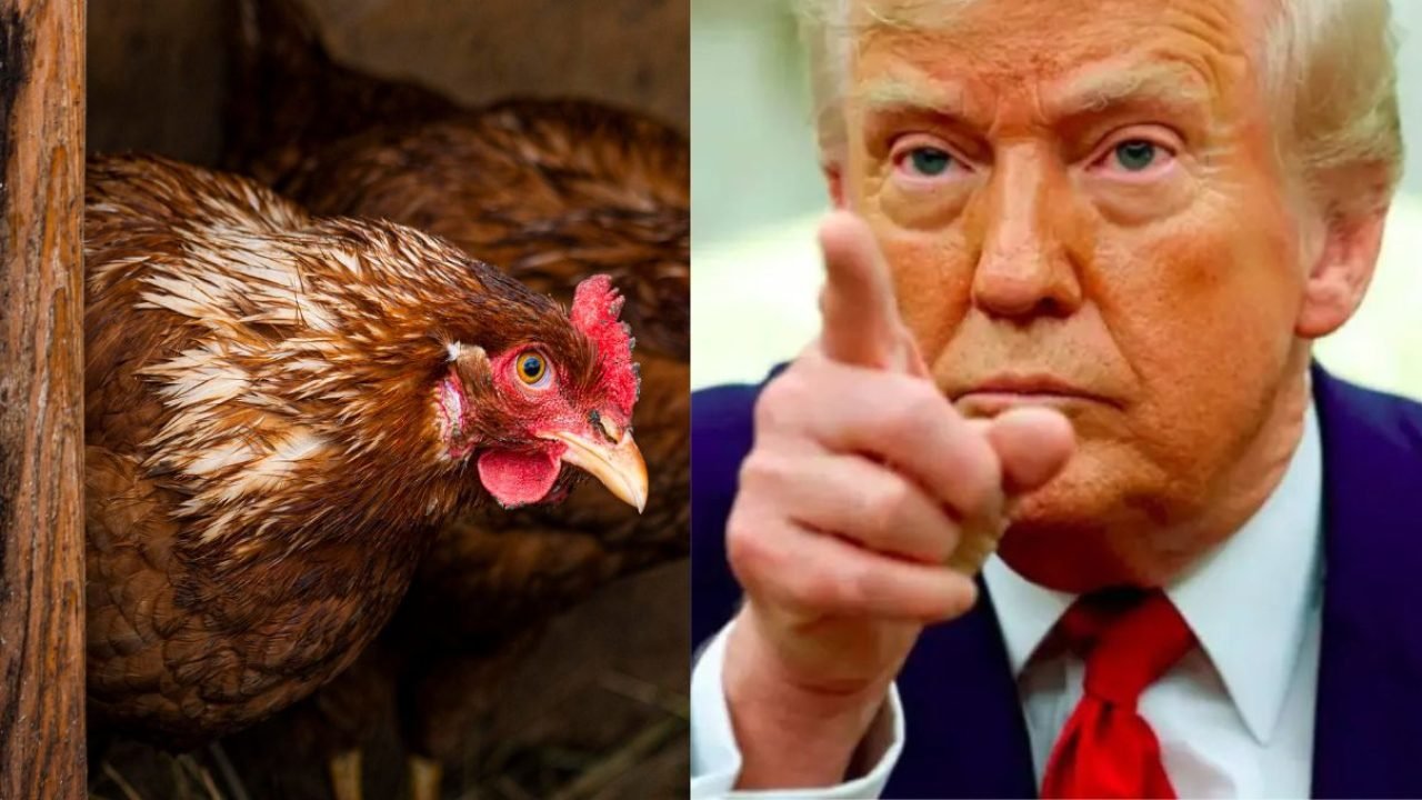 Trump — Foto: H2FOZ