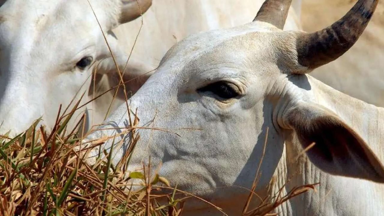 uniao-europeia-exportacao-carne2