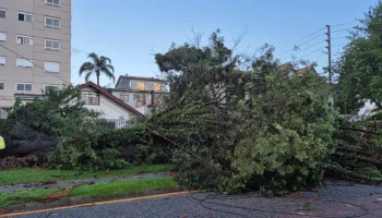 v969ux4S-QUEDAS-ARVORES-CURITIBA