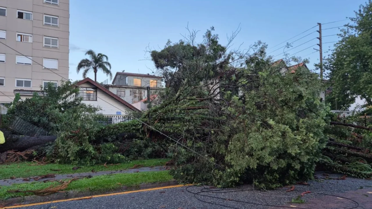 v969ux4S-QUEDAS-ARVORES-CURITIBA