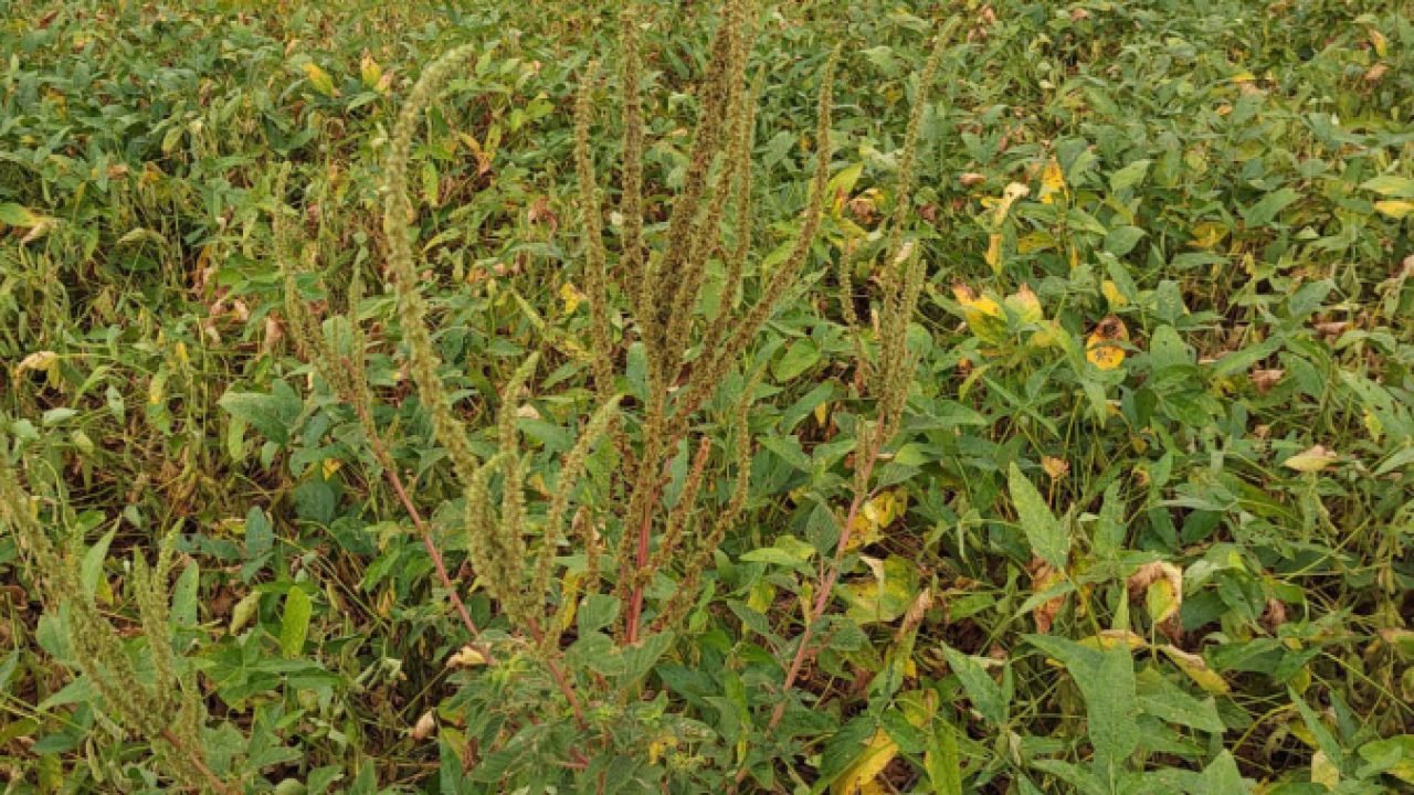 Fiscalização e ações preventivas são prioritárias contra o caruru-gigante — Foto