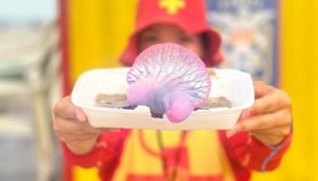 Bombeiros orientam banhistas sobre prevenção e primeiros socorros em caso de que