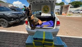 Apreensão de maconha em Cascavel — Foto: Governo do Paraná