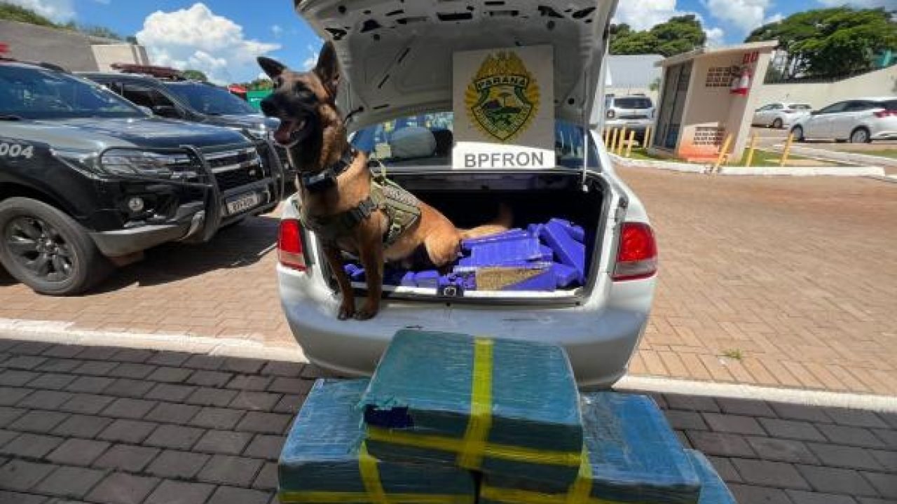 Apreensão de maconha em Cascavel — Foto: Governo do Paraná