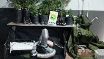 Apreensão de estufas de maconha em Maringá — Foto: Governo do Paraná