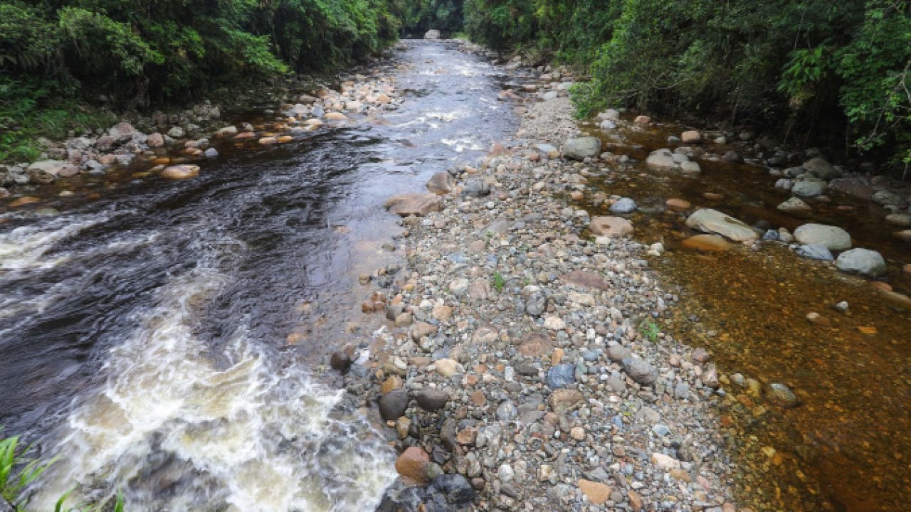 Cabeça d'água em rios e cachoeiras — Foto: Governo do Paraná
