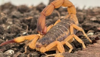 Secretria de Saúde do Paraná — Foto: Governo do Paraná