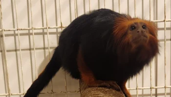 Fêmea de mico-leão-de-cara-dourada chega ao Zoo de Curitiba para participar de p