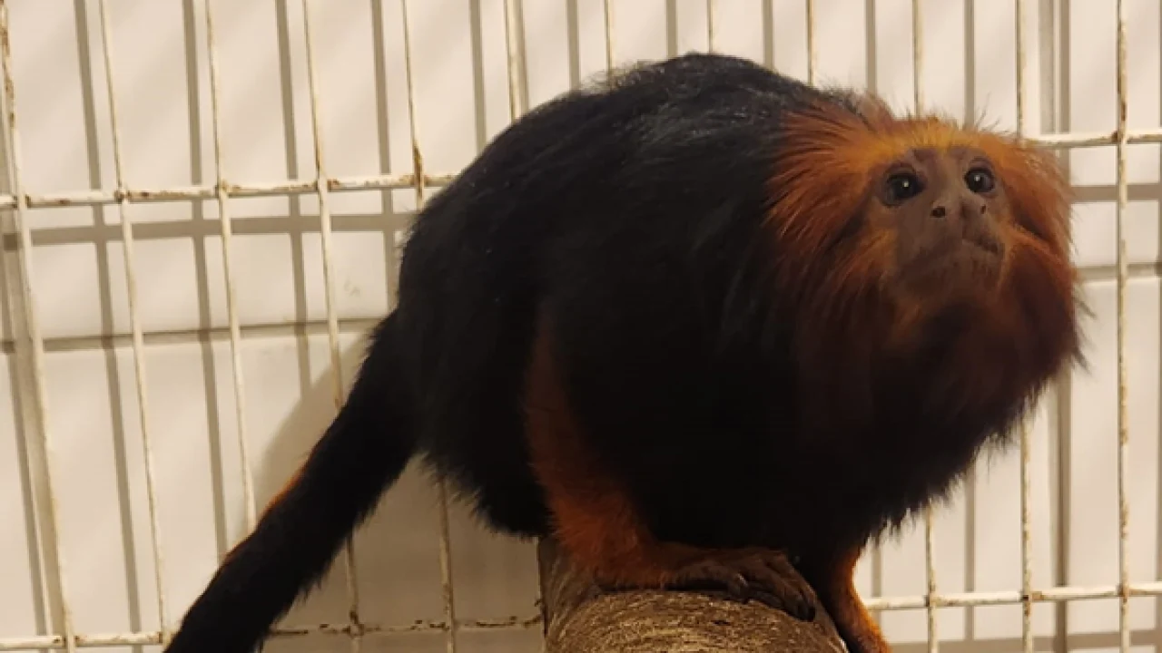 Fêmea de mico-leão-de-cara-dourada chega ao Zoo de Curitiba para participar de p