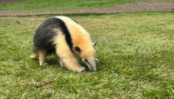 Foto: O Paraná – Jornal de Fato