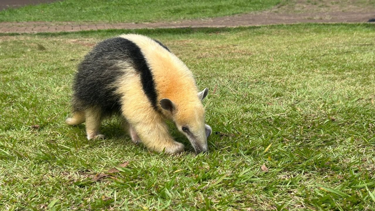 Foto: O Paraná – Jornal de Fato